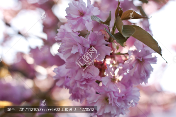 藍(lán)色