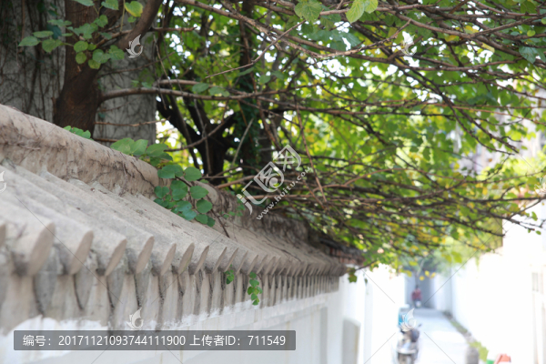 綠樹圍墻