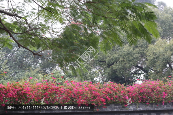 古城墻上的勒杜鵑花2