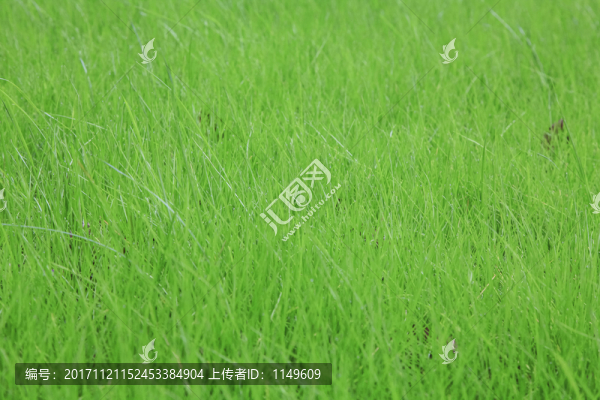 草坪草地