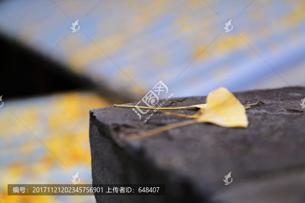 銀杏葉,落葉,秋葉,黃葉,屋頂