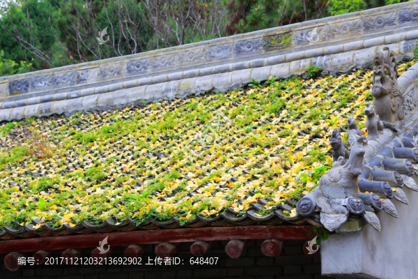 銀杏葉,落葉,秋葉,黃葉,屋頂