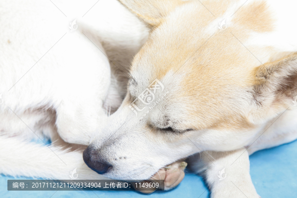 睡覺(jué)的狗