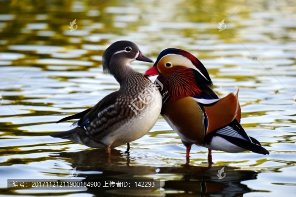 鴛鴦