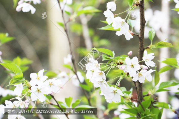 武漢大學(xué)櫻花26