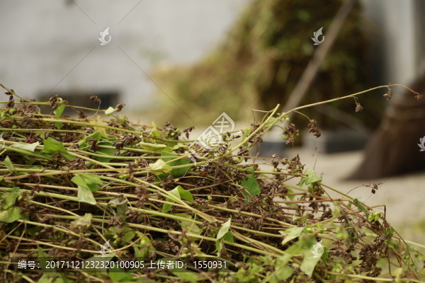 蕎麥