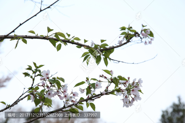 武漢大學櫻花15