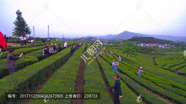 采茶游園