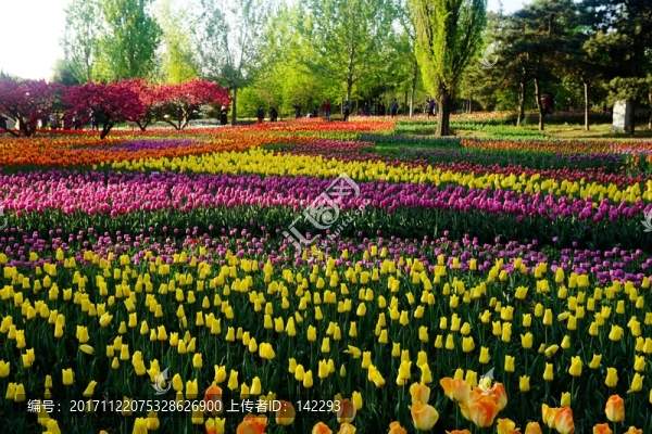 花海
