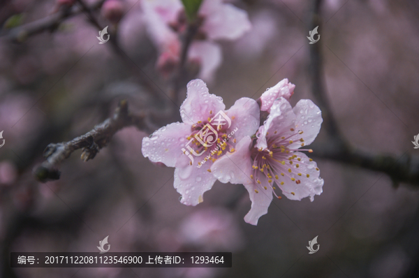 桃花近攝