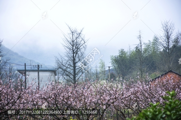 田園春色