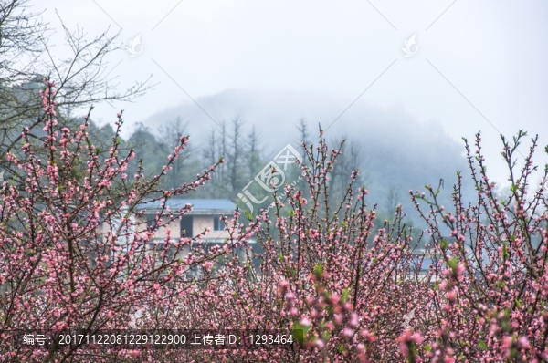 田園春色