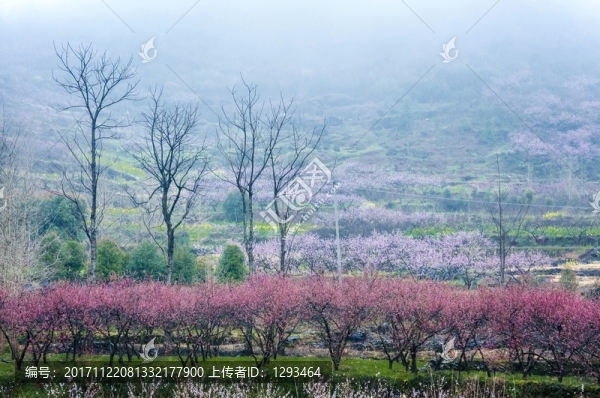 田園春色