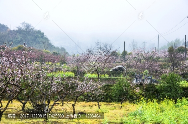 田園春色