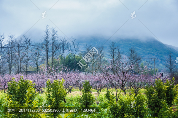 田園春色