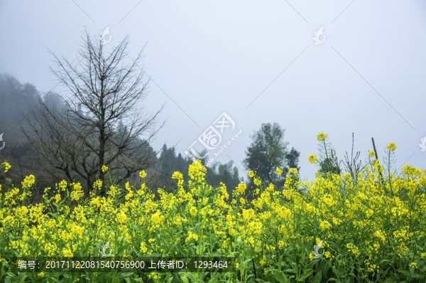 田園春色