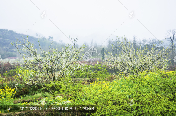 田園春色