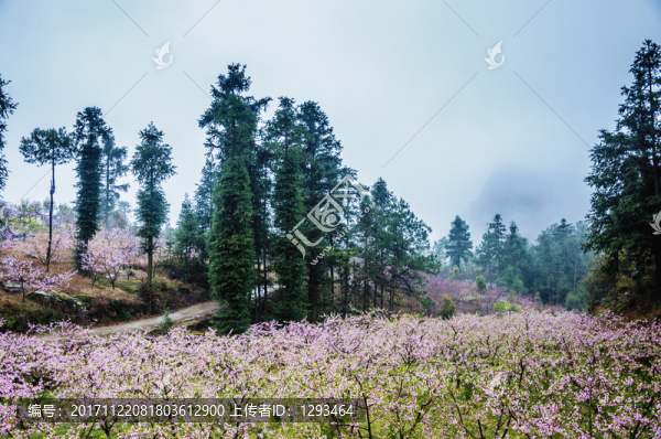 山村春色