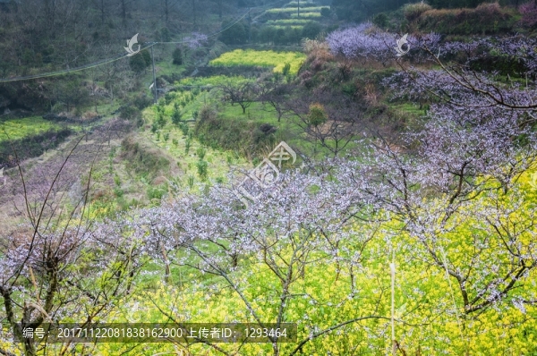 山村春色