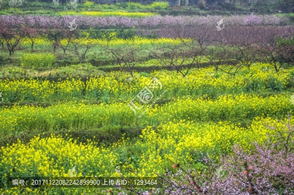 田園春色