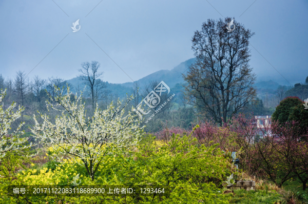山村早春