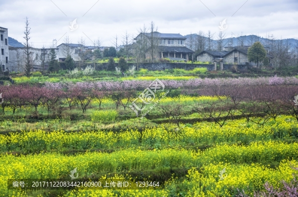 山村早春