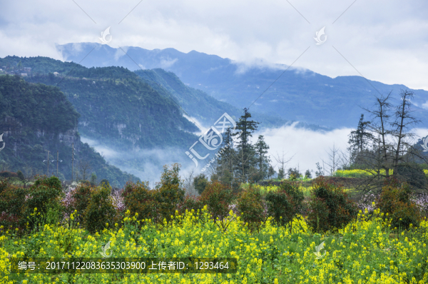 霧色山野