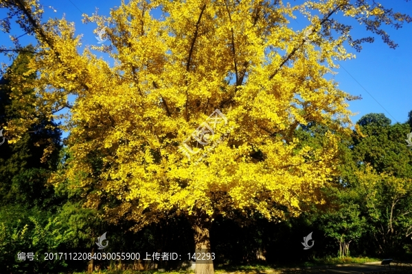 秋色