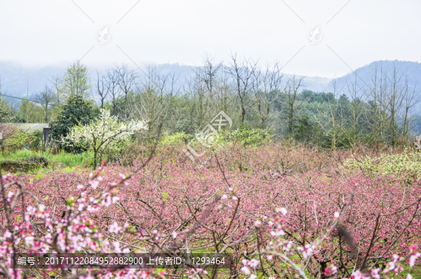 多彩田園