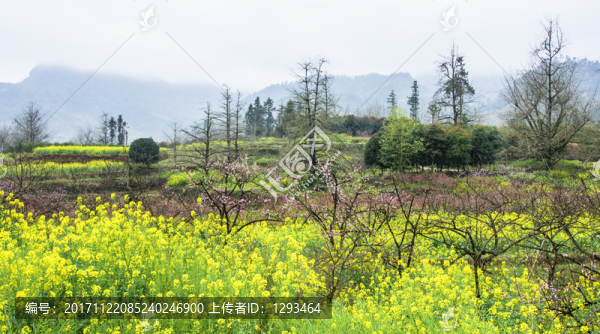 春色田野