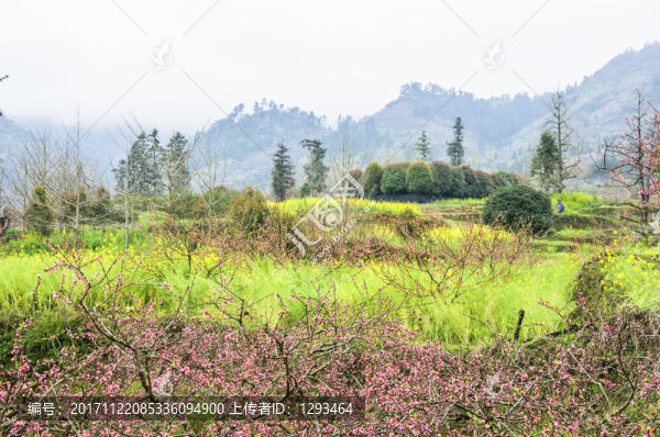 春色田野