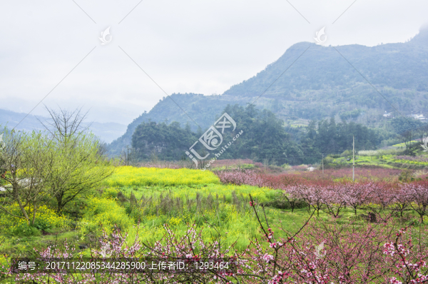 春色田野