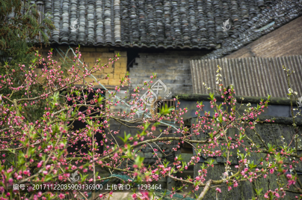 鄉(xiāng)村春色