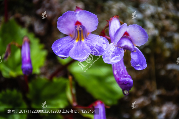 螞蟥七花