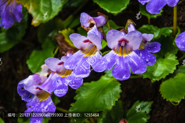 螞蟥七花