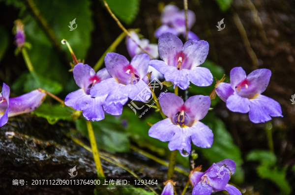 螞蟥七花