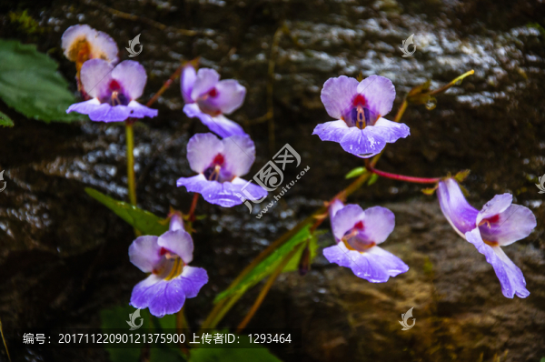 螞蟥七花