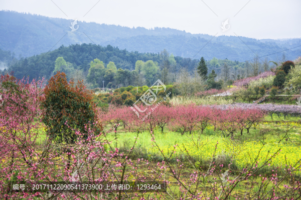 春色田野