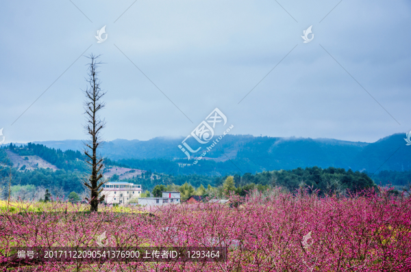 春色田野