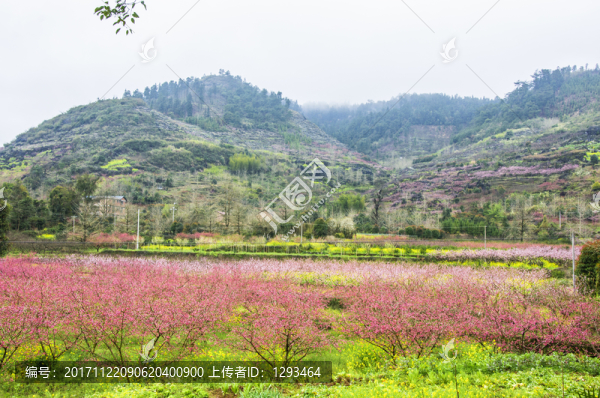 春色田野