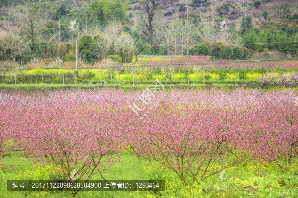 春色田野
