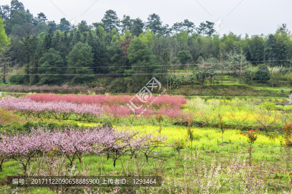 春色田野