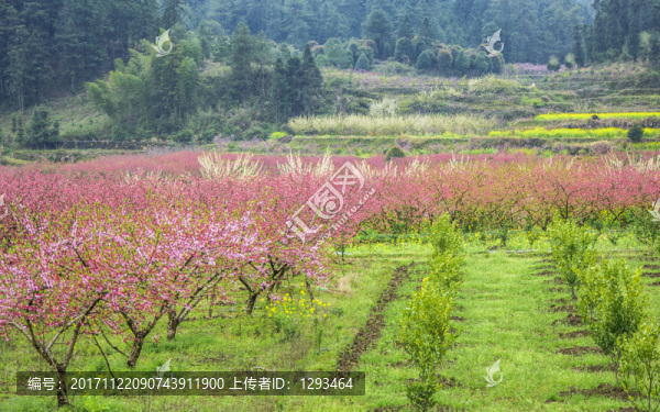 春色田野
