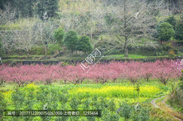 春色田野
