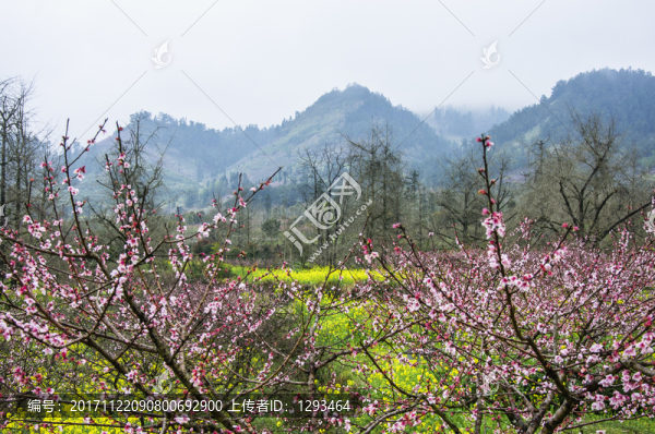 春色田野