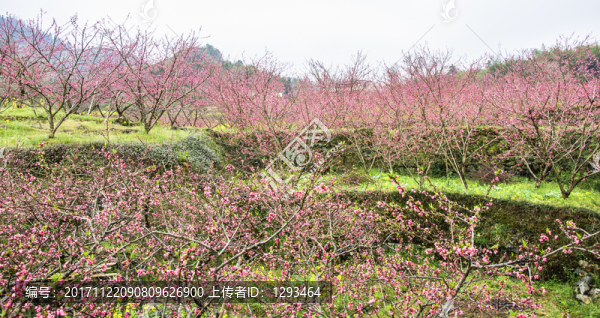 春色田野