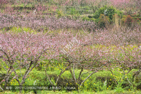 春色田野