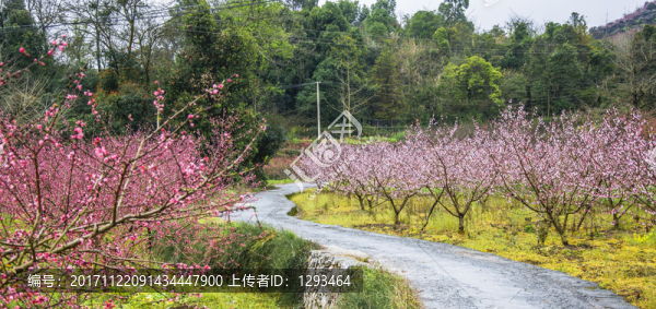 鄉(xiāng)村小道