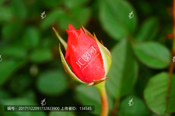 月季花