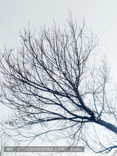 樹枝